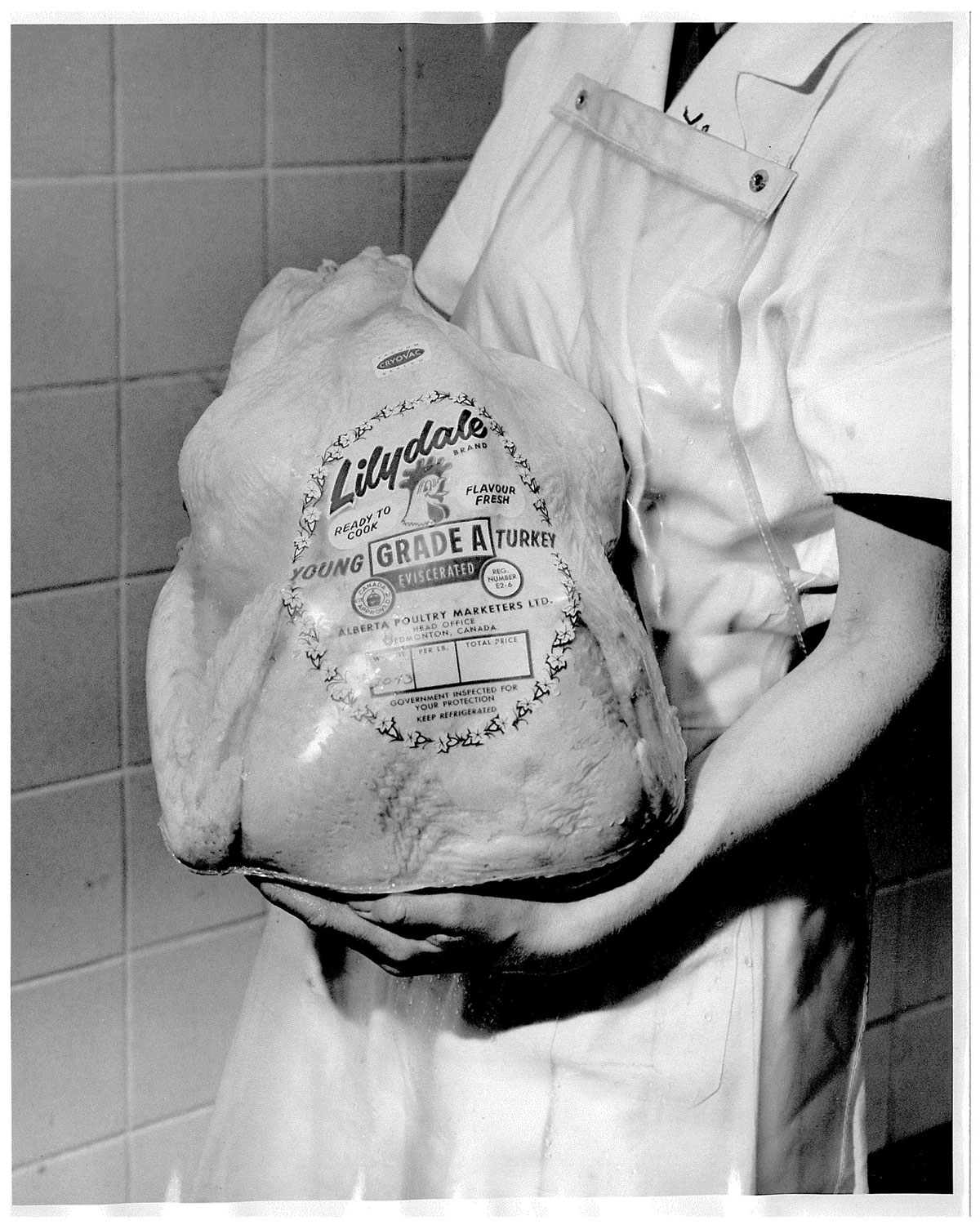 Lilydale Turkey in the 1950's