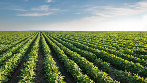 Farm Fields