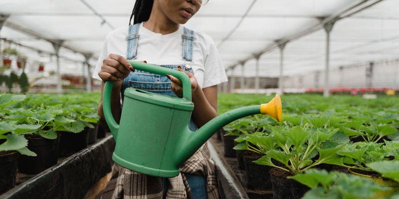Watering plants in greenhouse