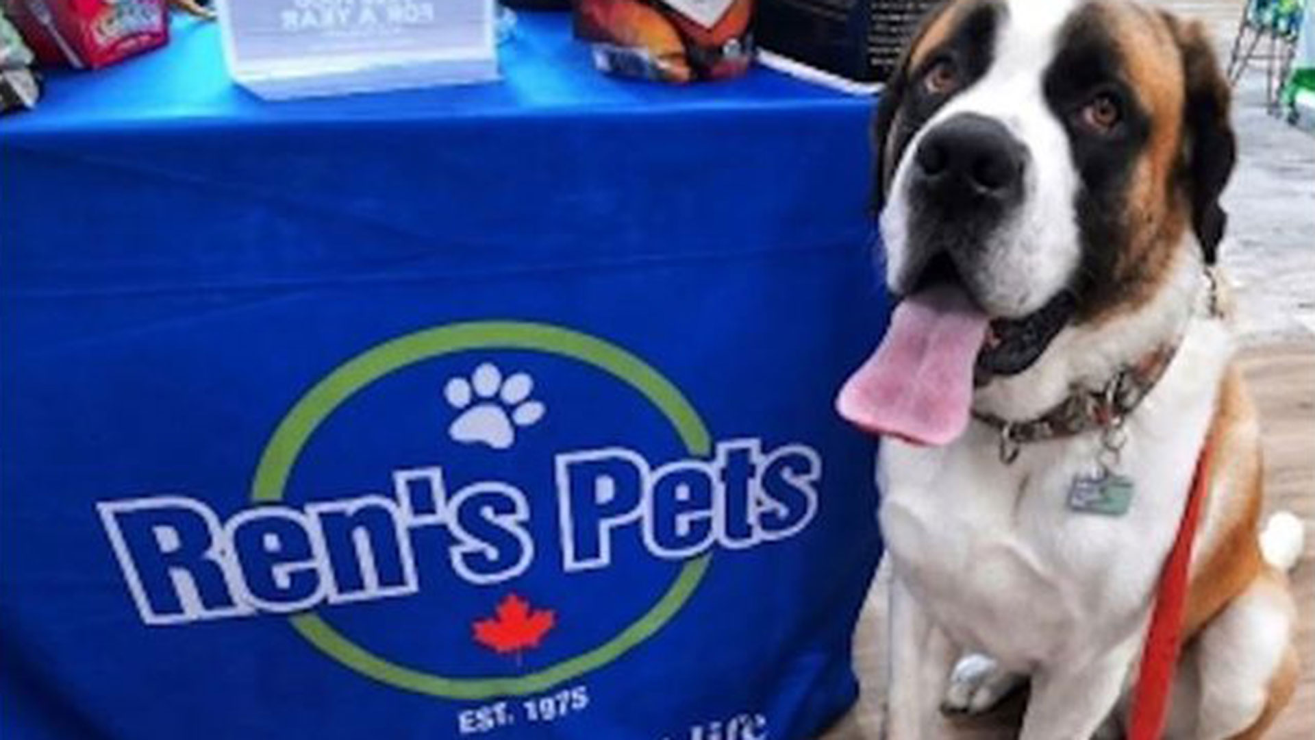 Saint Bernard in Front of Ren's Pets sign