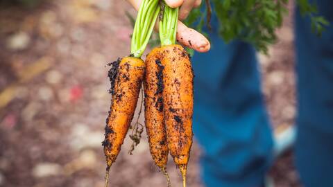 agriculture-carrots-dirty-1268101