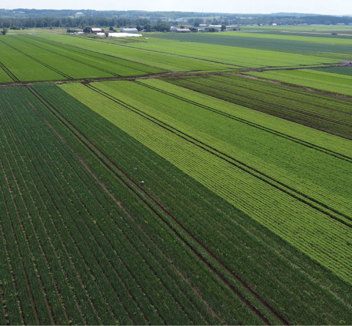 An onion crop, shown from an aerial view, in the Holland Marsh