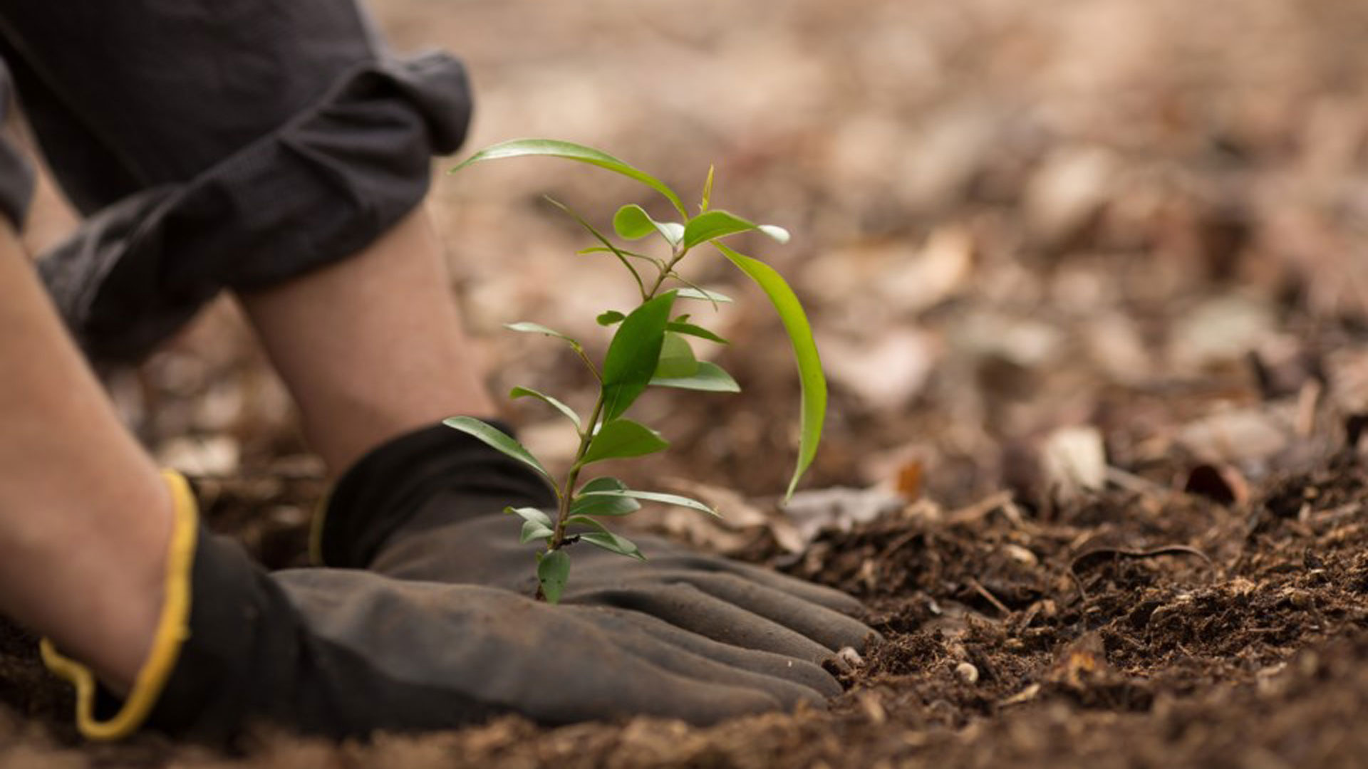 Tree being planted