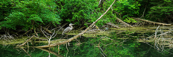 A heron in York Region Forest