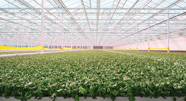 Haven Greens greenhouse